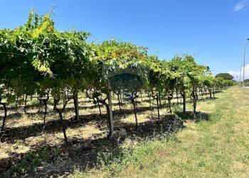 Giardino - Terreno edificabile Via Colle Minazzo, Santa Maria Imbaro - foto 35
