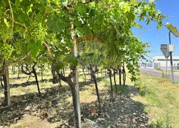 Giardino - Terreno edificabile Via Colle Minazzo, Santa Maria Imbaro - foto 37