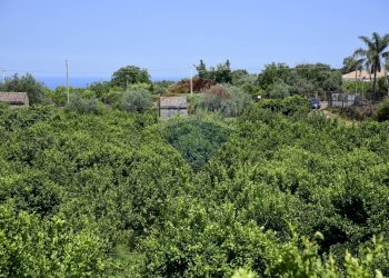 Giardino - Terreno agricolo Via Carico
 
183, Acireale - foto 2