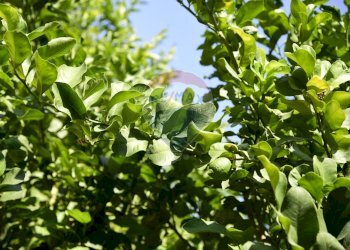 Giardino - Terreno agricolo Via Carico
 
183, Acireale - foto 12