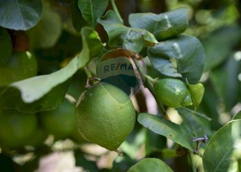 Dettagli - Terreno agricolo Via Carico
 
183, Acireale - foto 13