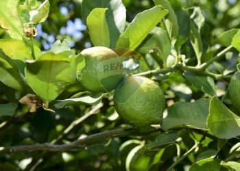 Dettagli - Terreno agricolo Via Carico
 
183, Acireale - foto 14