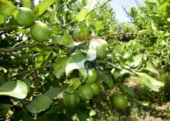 Dettagli - Terreno agricolo Via Carico
 
183, Acireale - foto 15