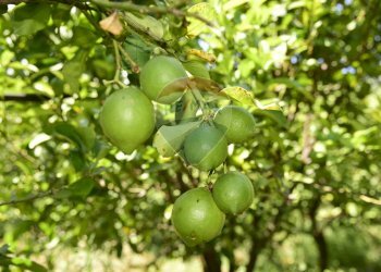 Dettagli - Terreno agricolo Via Carico
 
183, Acireale - foto 16