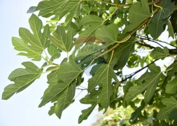 Dettagli - Terreno agricolo Via Carico
 
183, Acireale - foto 17