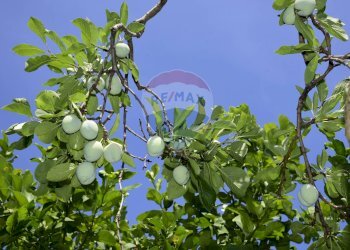 Dettagli - Terreno agricolo Via Carico
 
183, Acireale - foto 19