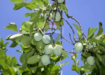 Dettagli - Terreno agricolo Via Carico
 
183, Acireale - foto 20
