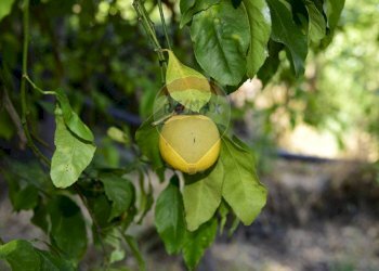 Dettagli - Terreno agricolo Via Carico
 
183, Acireale - foto 23