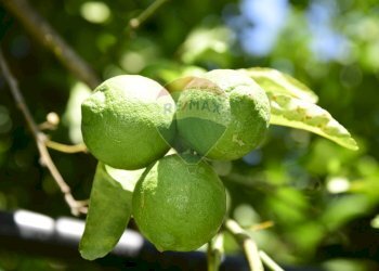 Non correlato - Terreno agricolo Via Carico
 
183, Acireale - foto 24