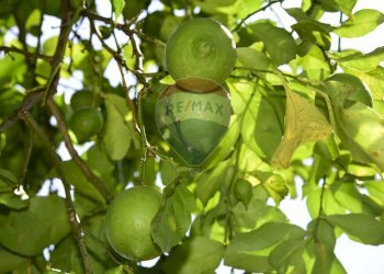 Dettagli - Terreno agricolo Via Carico
 
183, Acireale - foto 26