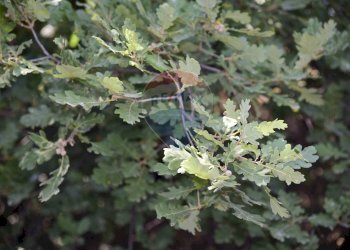 Dettagli - Terreno agricolo Via Carico
 
183, Acireale - foto 33