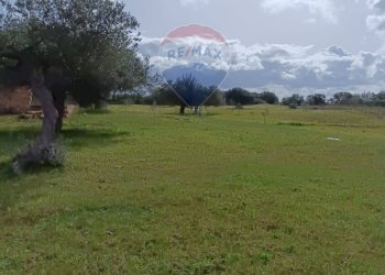 Giardino - Terreno agricolo Contrada Piano Stella, SP.34
 
snc, Caltagirone - foto 7