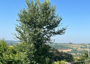 Foto 10 - Casa semi indipendente frazione Cortanieto, Montiglio Monferrato - foto 10