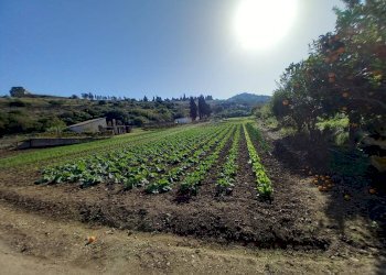 Foto 3 - Terreno agricolo Localita' sos ortos
SNC, Ozieri - foto 3