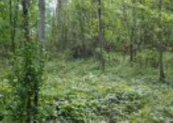 Terreno agricolo Verona - foto 4