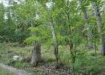 Terreno agricolo Verona - foto 7