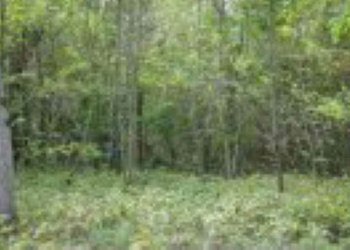 Terreno agricolo Verona - foto 8