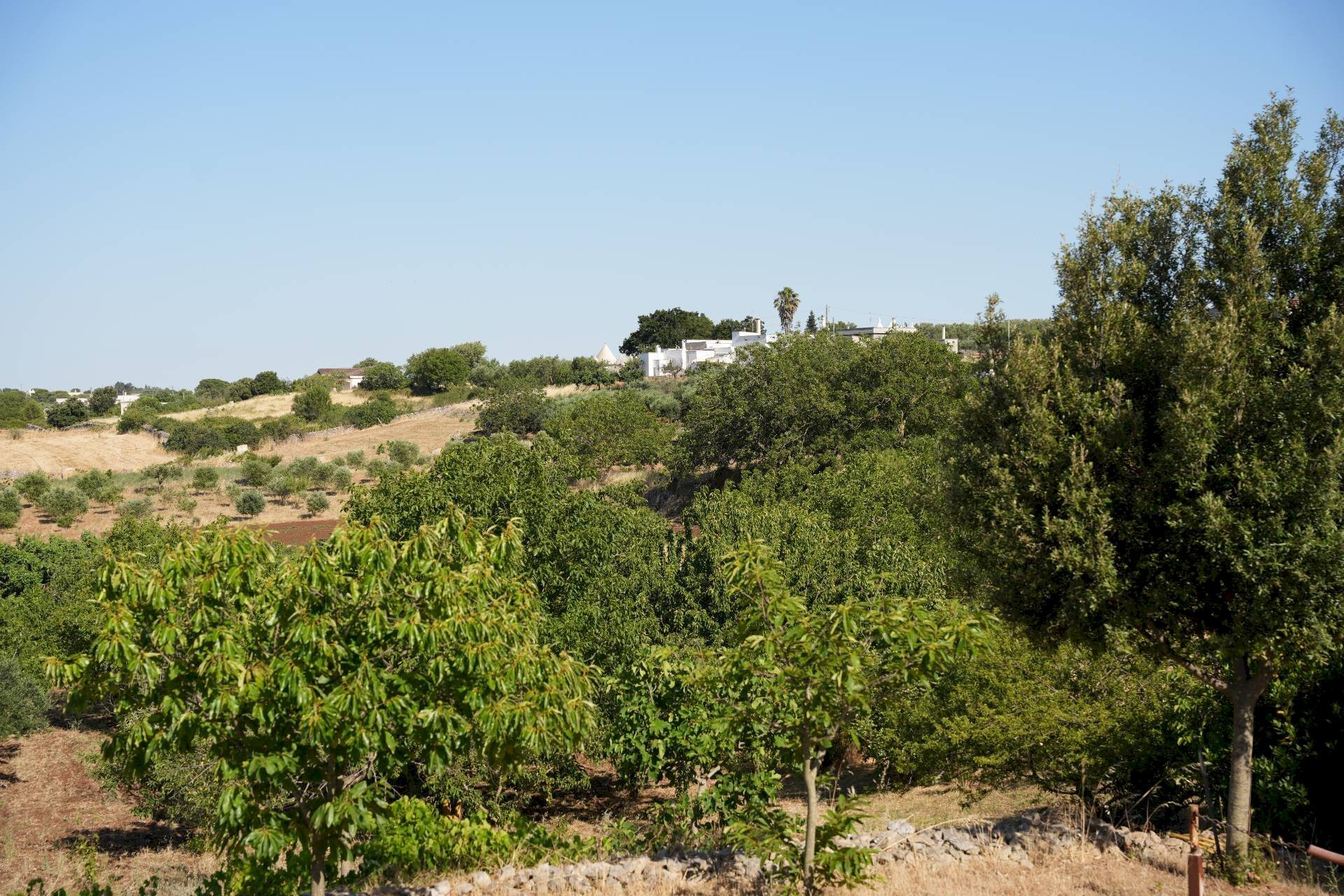 Foto 3 - Baita STRADA PADULA CAPPA
 
SNC, Martina Franca - photo 3