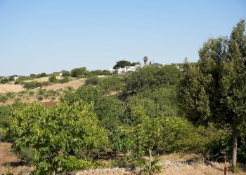Foto 3 - Baita STRADA PADULA CAPPA
 
SNC, Martina Franca - foto 3