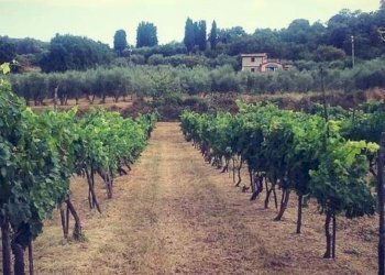 Rustico Via Giacomo Matteotti, 29, Sinalunga - foto 28