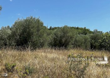 Rustico Parrano - foto 6