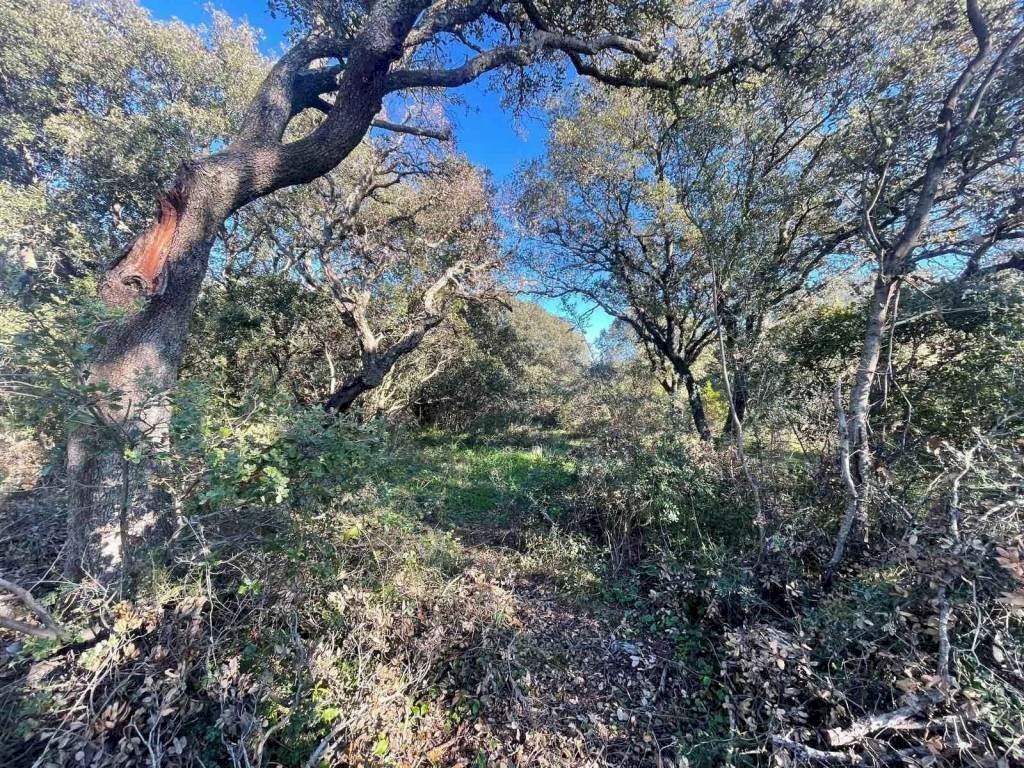 Terreno - Terreno agricolo Telti - foto 2