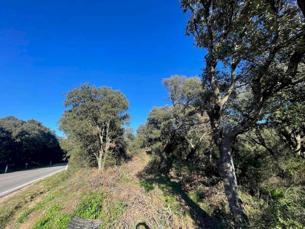 Terreno - Terreno agricolo Telti - foto 3