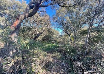 Terreno - Terreno agricolo Telti - foto 2