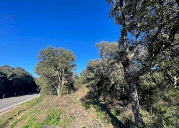 Terreno - Terreno agricolo Telti - foto 3