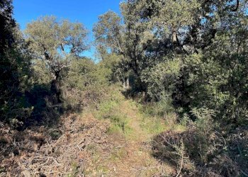 Terreno - Terreno agricolo Telti - foto 4