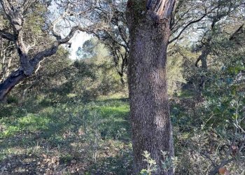 Terreno - Terreno agricolo Telti - foto 5