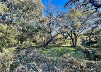 Terreno - Terreno agricolo Telti - foto 6