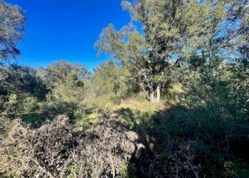 Terreno - Terreno agricolo Telti - foto 7