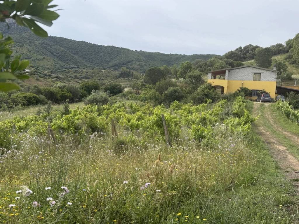 Terreno - Trilocale Torpè - foto 2