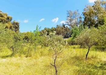Terreno - Building land Berchidda - photo 10