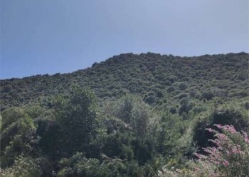 imm_79503--1151.jpg - Agricultural land Budoni - photo 2