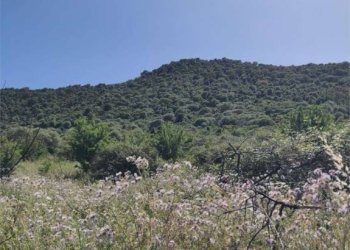 imm_79505--1151.jpg - Agricultural land Budoni - photo 4