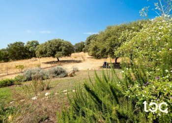 Terreno - Villa Padru - foto 6