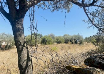 Terreno - Terreno edificabile Budoni - foto 5