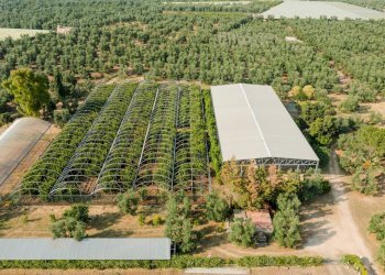 Foto 8 - Rustic Strada Provinciale
 
23, Bisceglie - photo 8