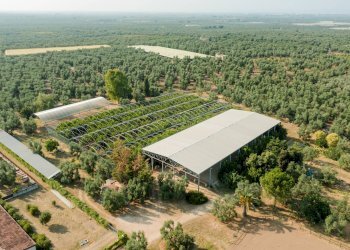 Foto 9 - Rustic Strada Provinciale
 
23, Bisceglie - photo 9