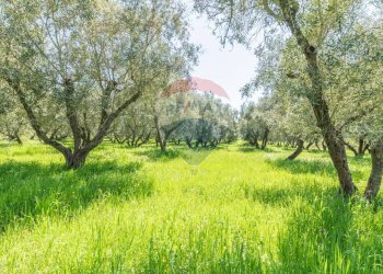 Giardino - Terreno agricolo Ischia di Castro - foto 16