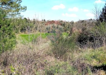 Non correlato - Terreno agricolo Ischia di Castro - foto 17