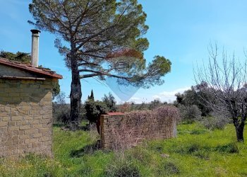 Giardino - Terreno agricolo Ischia di Castro - foto 20