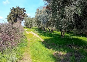 Giardino - Terreno agricolo Ischia di Castro - foto 23