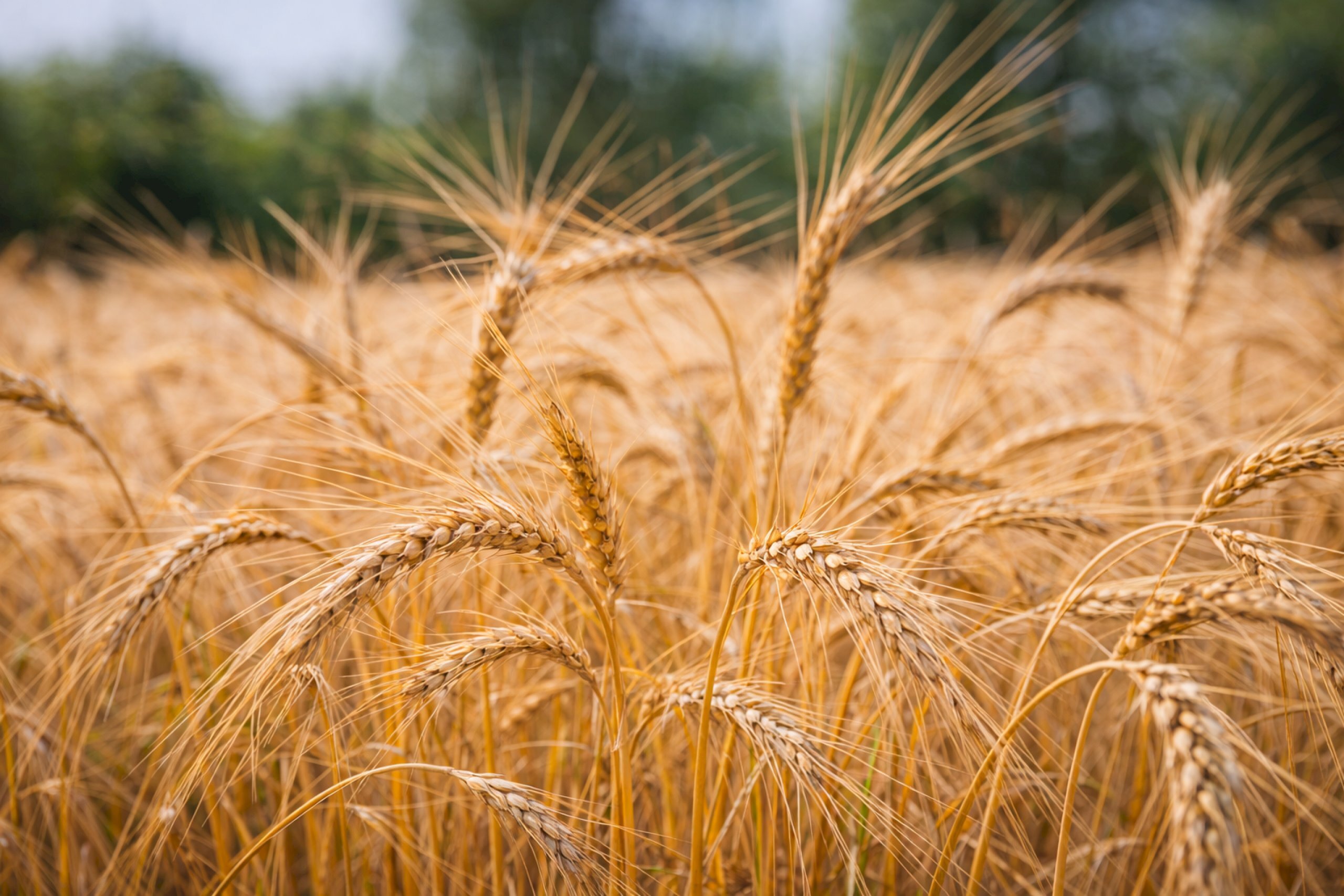 Agricultural land Rittanolo, Caraglio - photo 2