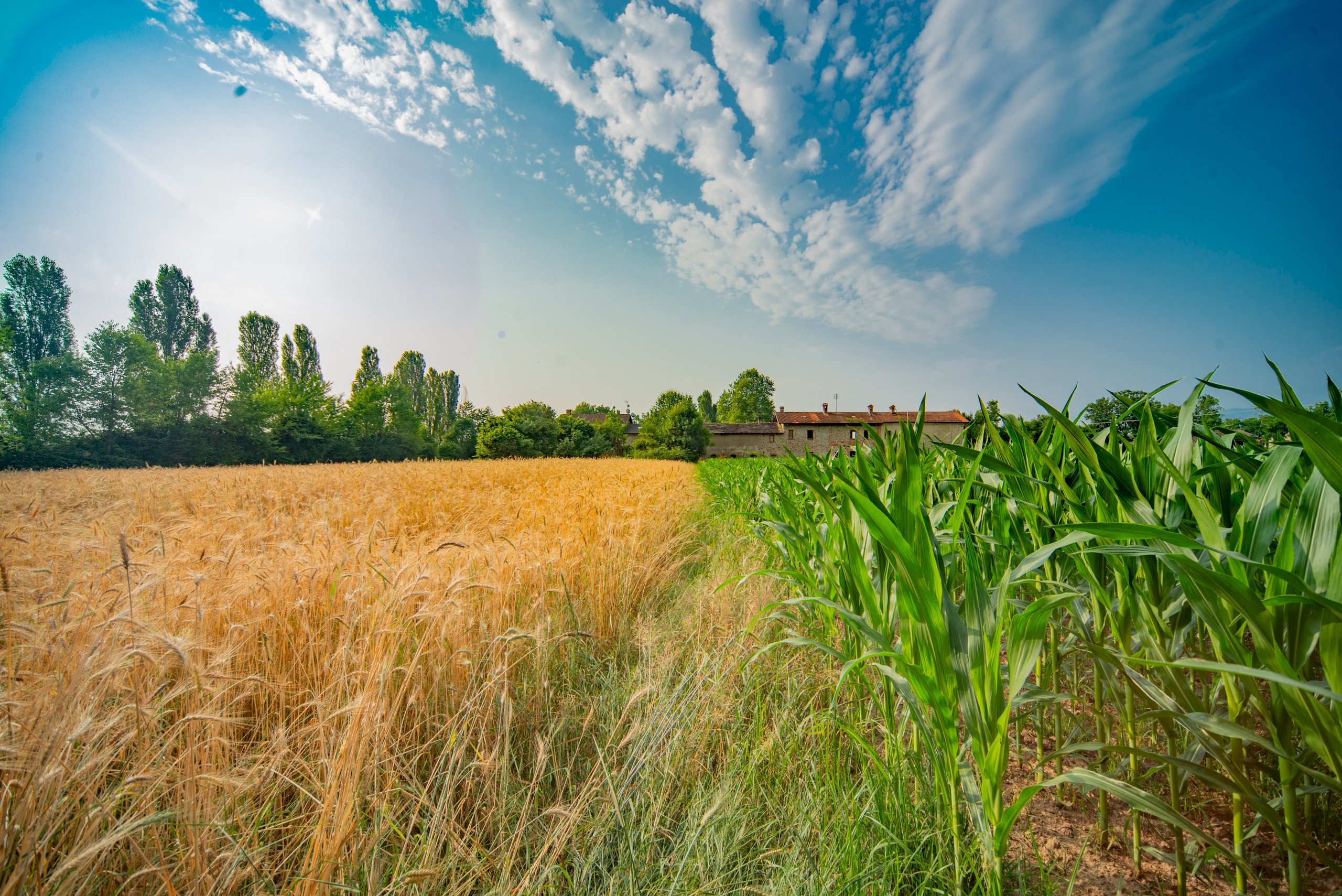 Terreno agricolo Rittanolo, Caraglio - foto 3