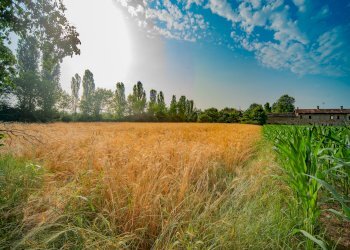Agricultural land Rittanolo, Caraglio - photo 5