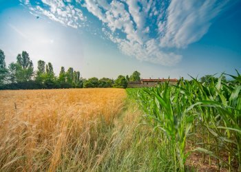 Agricultural land Rittanolo, Caraglio - photo 6