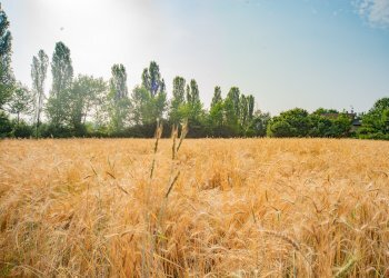 Agricultural land Rittanolo, Caraglio - photo 7